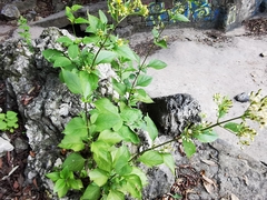 Schistocarpha eupatorioides