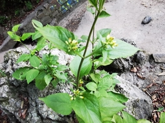 Schistocarpha eupatorioides