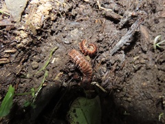 Pseudopolydesmus canadensis