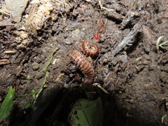 Pseudopolydesmus canadensis