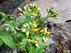 Schistocarpha eupatorioides