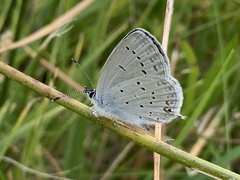Cupido amyntula