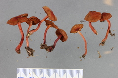 Cortinarius cruentoides