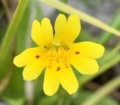 Erythranthe linearifolia
