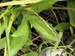 Erythranthe linearifolia