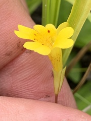 Erythranthe linearifolia