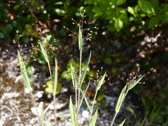 Dichanthelium meridionale