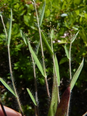 Dichanthelium meridionale