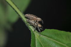 Lixus concavus