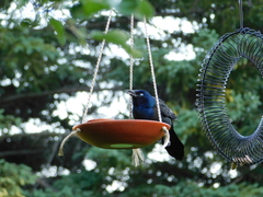 Quiscalus quiscula versicolor