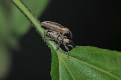 Lixus concavus