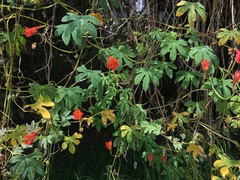 Tropaeolum smithii