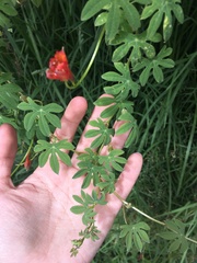 Tropaeolum smithii