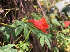 Tropaeolum smithii