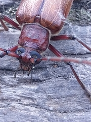 Ochrocydus huttoni