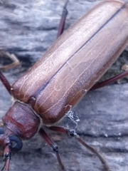 Ochrocydus huttoni