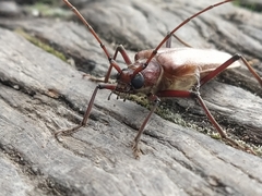 Ochrocydus huttoni