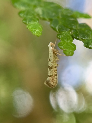 Arborvitae Leafminer photo 3