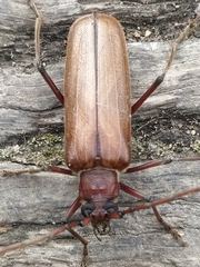 Ochrocydus huttoni