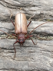 Ochrocydus huttoni