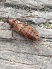 Ochrocydus huttoni