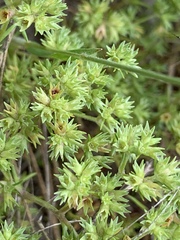 Scleranthus