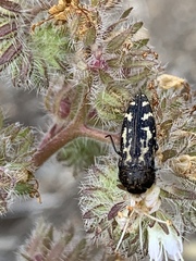 Acmaeodera connexa