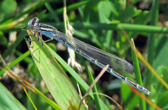 Enallagma durum