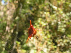 Gasteracantha versicolor