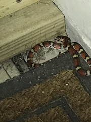 Cemophora coccinea copei