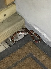 Cemophora coccinea copei