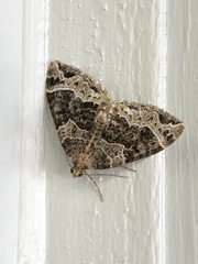 Ecliptopera silaceata