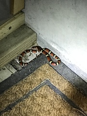 Cemophora coccinea copei