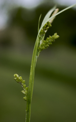 Carex blanda