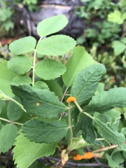 Phragmidium mucronatum