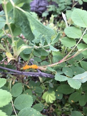 Phragmidium mucronatum