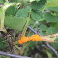 Phragmidium mucronatum