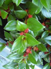 Nematanthus