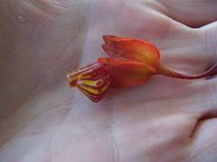 Nematanthus