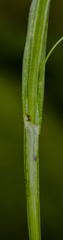 Carex blanda