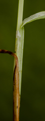 Carex blanda