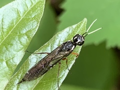 Xiphydria maculata