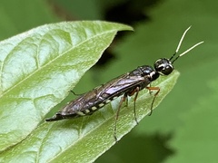 Xiphydria maculata