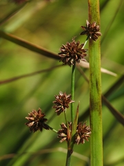 Juncus phaeocephalus phaeocephalus