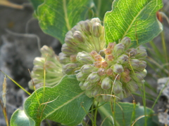 Asclepias viridiflora