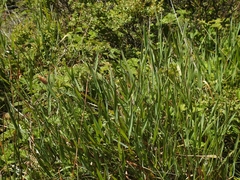 Phalaris californica