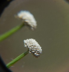 Lachnocaulon