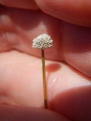 Lachnocaulon