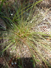 Lachnocaulon