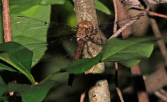 Neurocordulia molesta